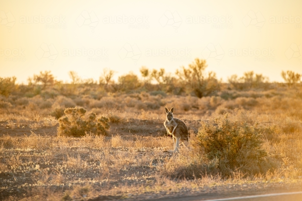 Kangaroo in golden outback light - Australian Stock Image