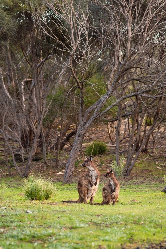 Kangaroo Island kangaroos are unique to KI - Australian Stock Image