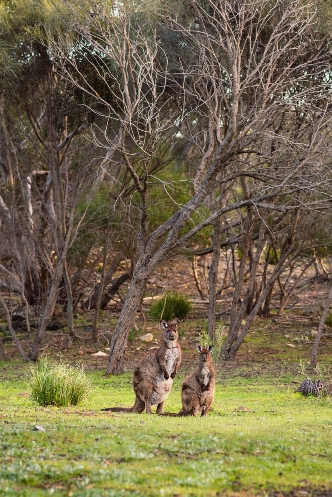 kangaroo island kangaroos in bushland - Australian Stock Image