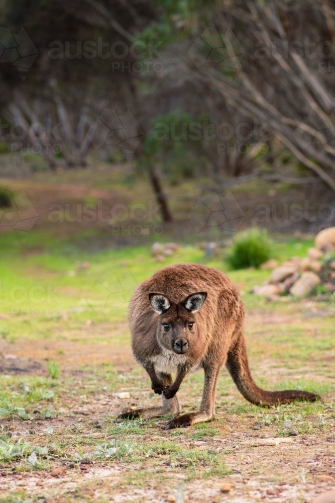 kangaroo island kangaroos in bushland on Kangaroo Island - Australian Stock Image