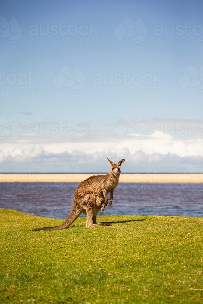 Kangaroo & joey on grass with beach background - Australian Stock Image