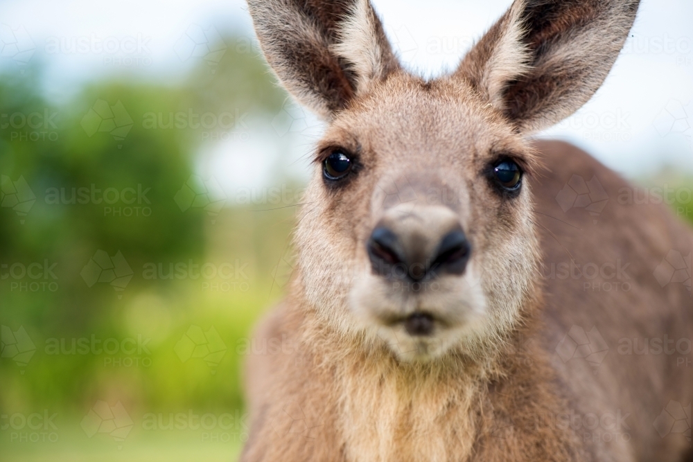 Kangaroo looking directly into the camera lens - Australian Stock Image