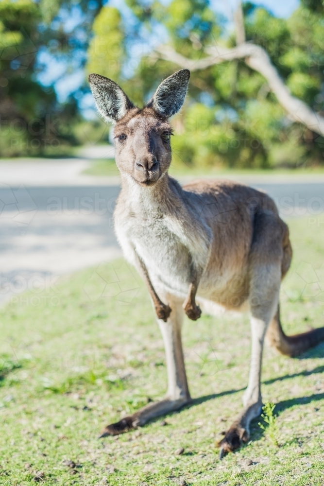 Kangaroo looks at camera on a suburban street - Australian Stock Image