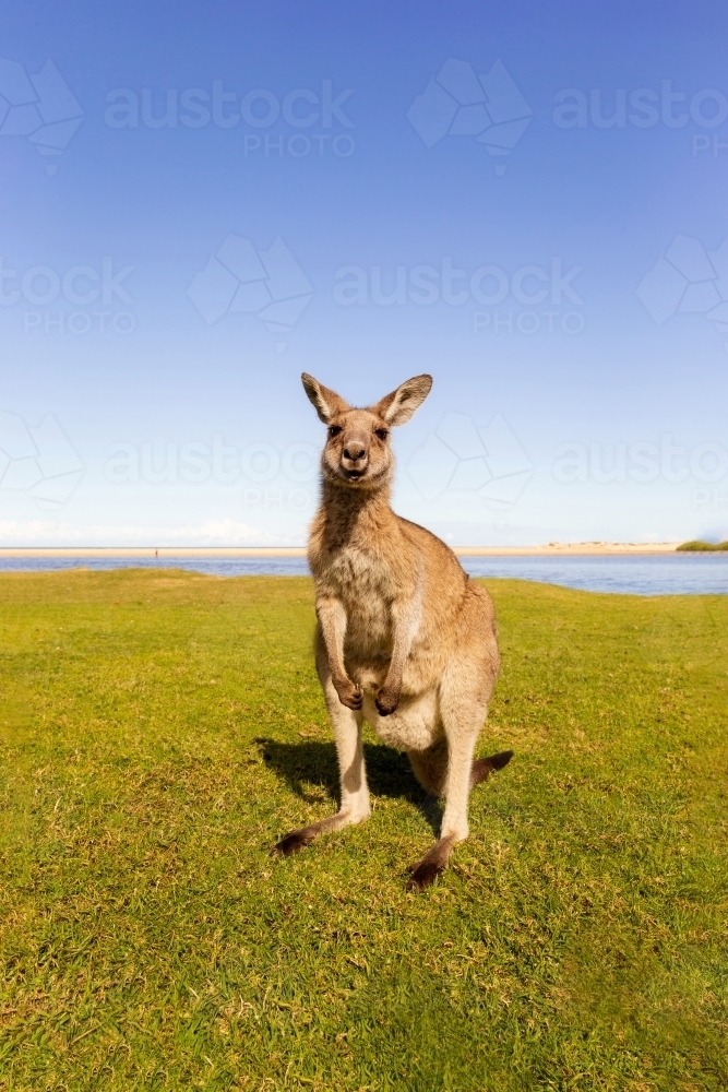 Kangaroo on grass with beach background - Australian Stock Image