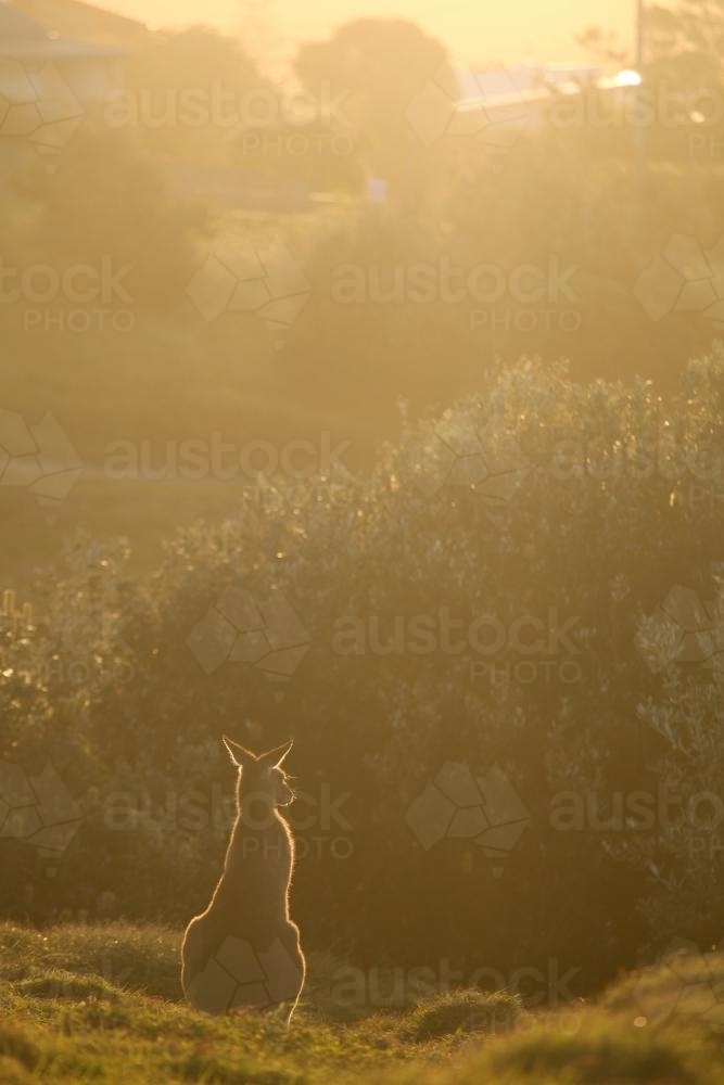 Kangaroo profile at sunset - Australian Stock Image