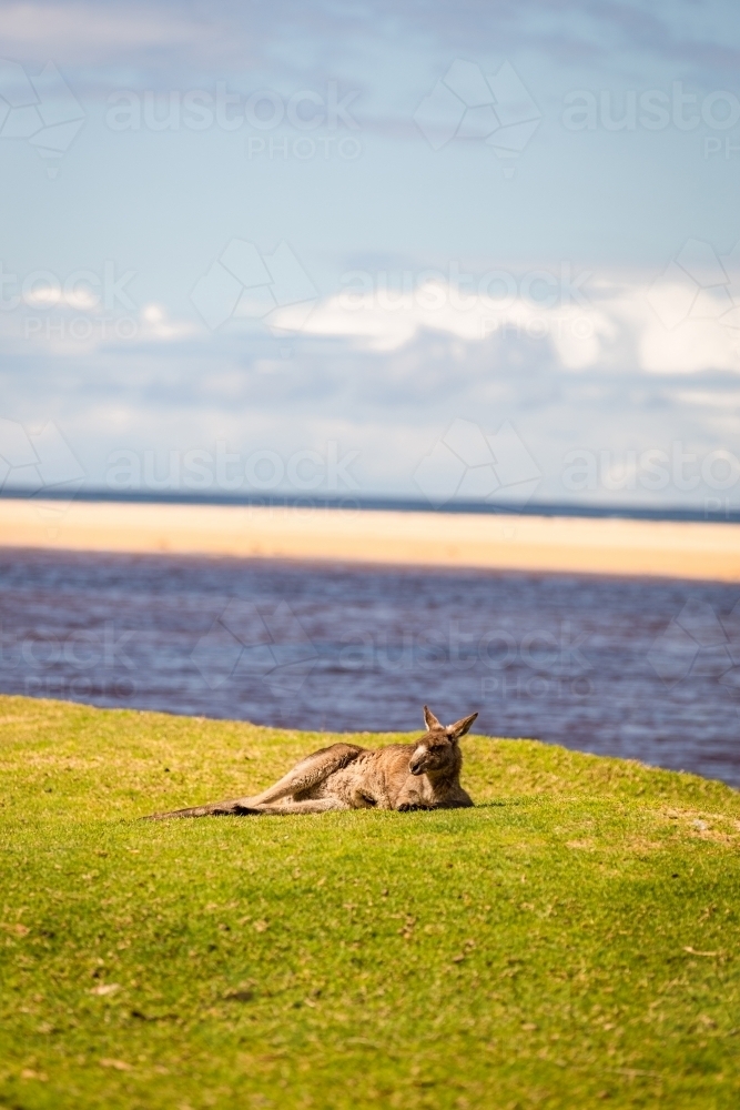 Kangaroo relaxing on grass with beach background - Australian Stock Image