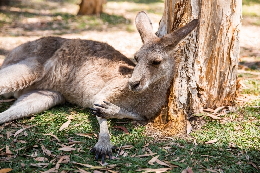 kangaroo resting under a paperbark tree - Australian Stock Image