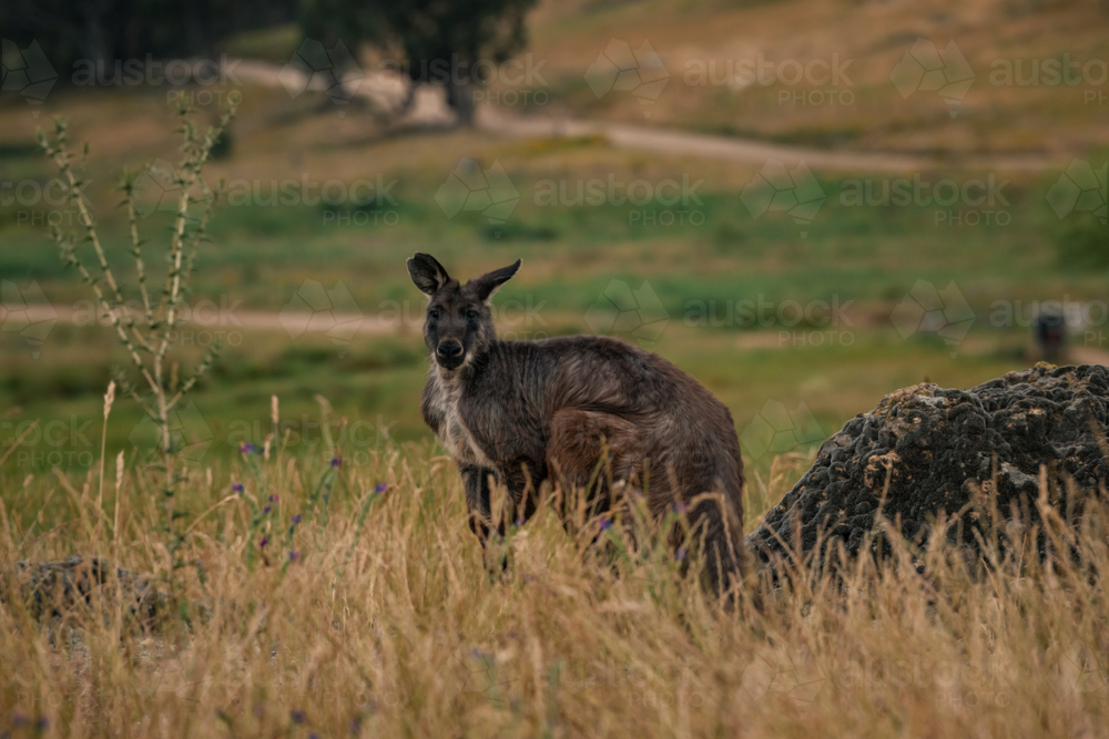 Kangaroo standing in grassy field - Australian Stock Image