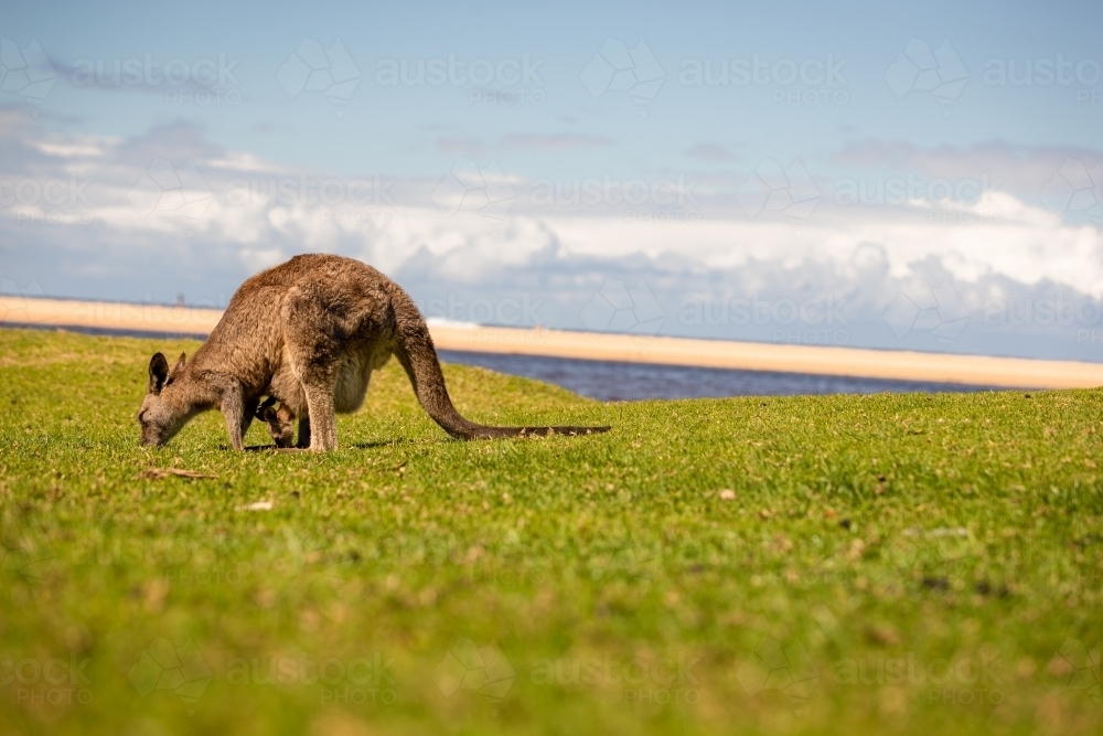 Kangaroo with  joey on grass with beach background - Australian Stock Image