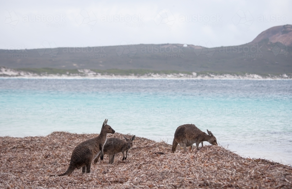 Kangaroos feeding on a remote beach - Australian Stock Image