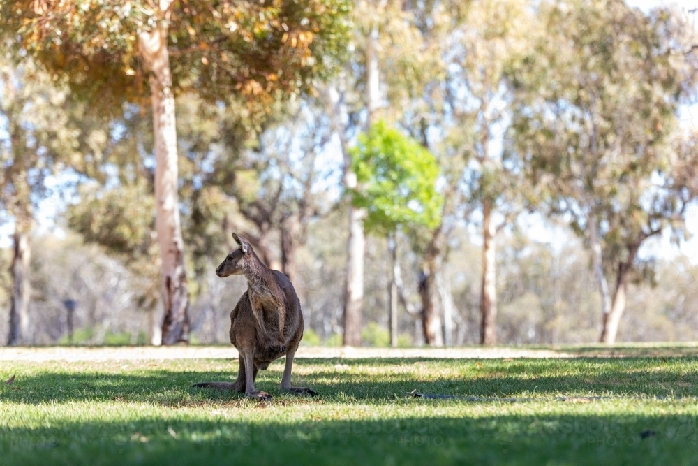 Kangaroos in park - Australian Stock Image