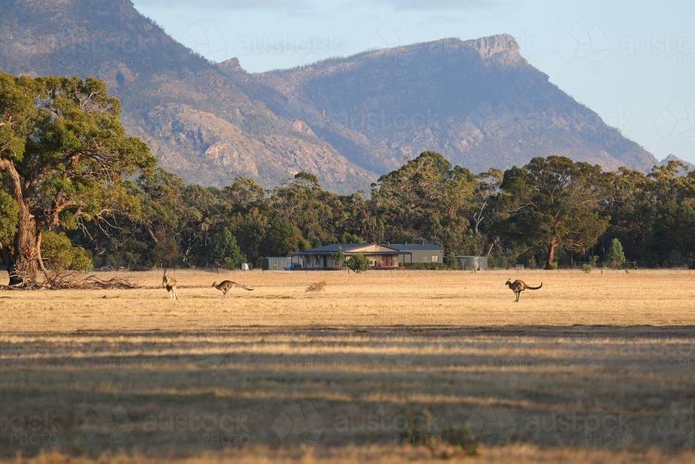 Kangaroos in regional landscape - Australian Stock Image