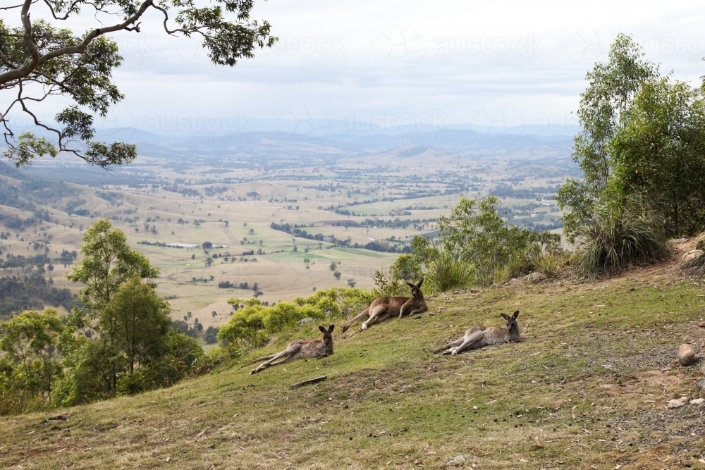 Kangaroos lying down on hillside - Australian Stock Image