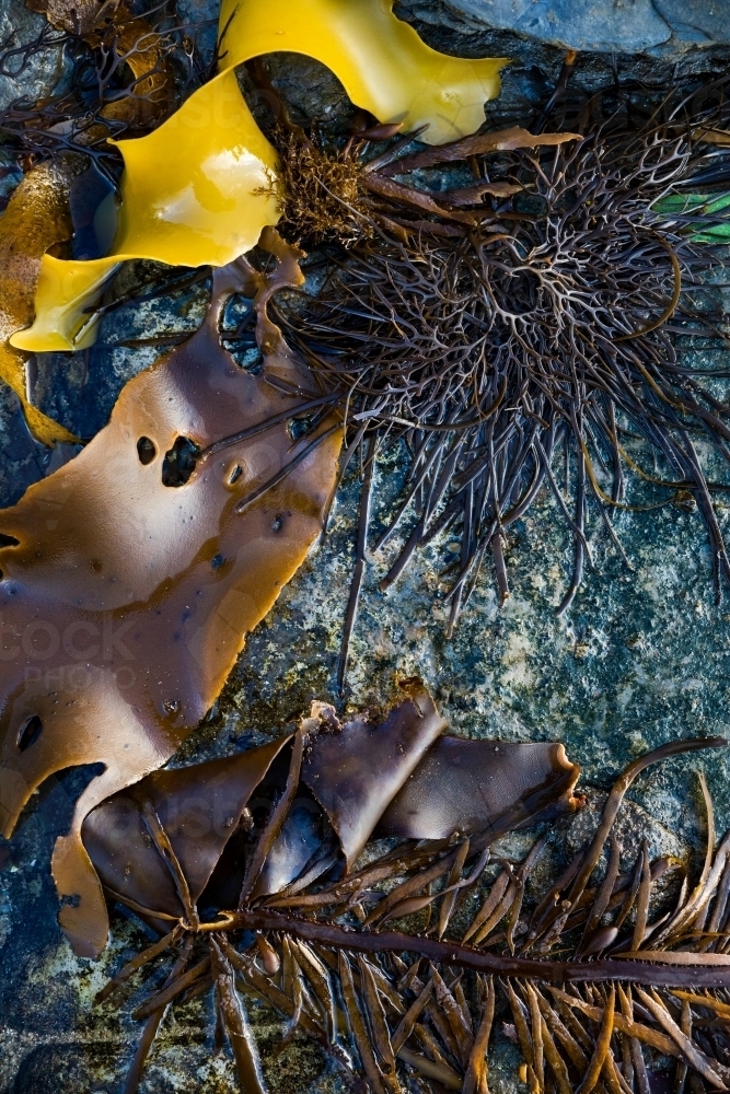 kelp and seaweed washed up on a rock - Australian Stock Image