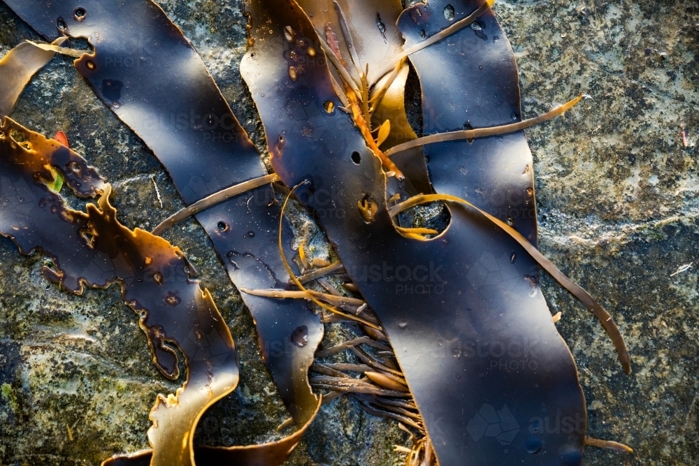 kelp and seaweed washed up on rocks - Australian Stock Image