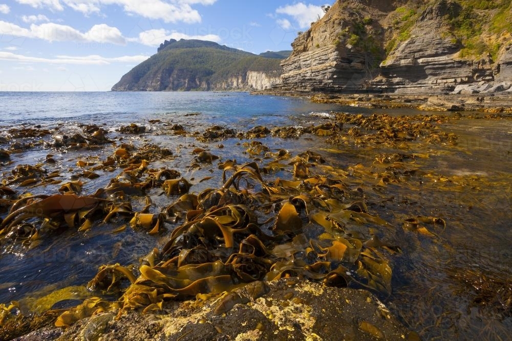 Kelp at Fossil Bay - Australian Stock Image