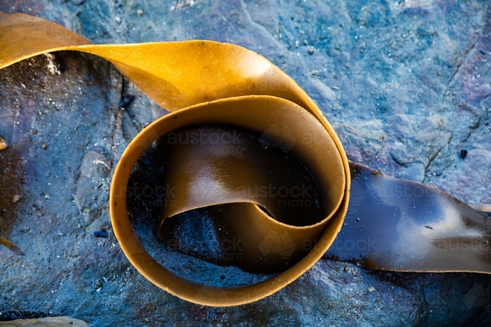 kelp washed up on rocks - Australian Stock Image