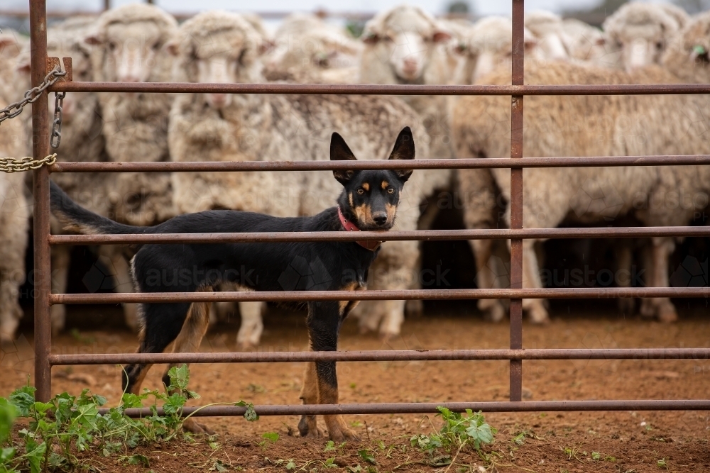 Kelpie dog in the sheep yards - Australian Stock Image