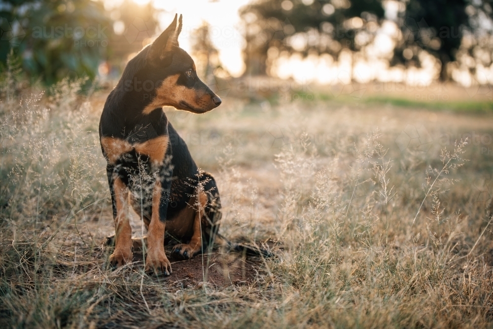 Kelpie dog looking to the side in a grassy paddock in the sun - Australian Stock Image