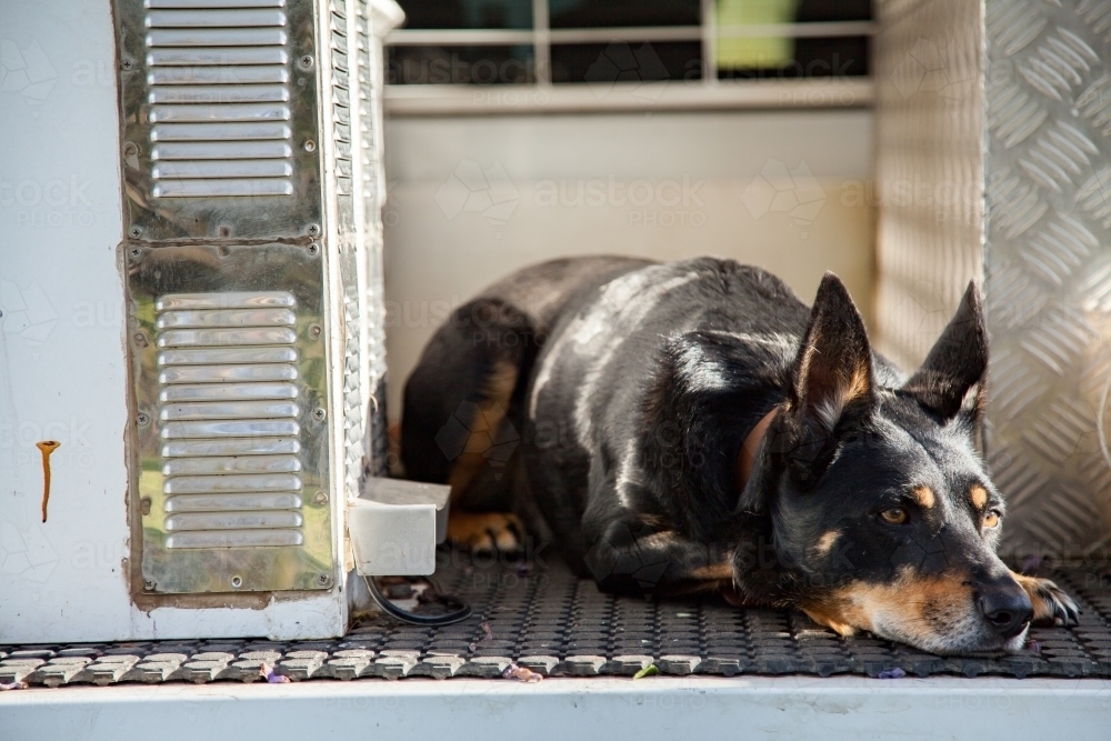 Kelpie dog lying down in tradie ute tray - Australian Stock Image