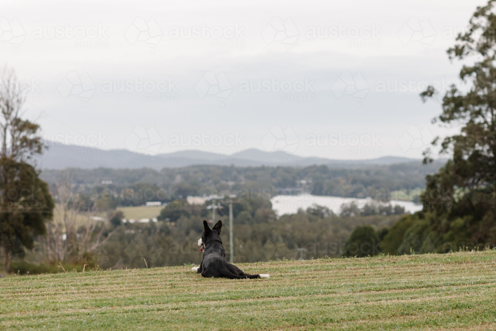 kelpie dog resting on grass looking over valley - Australian Stock Image