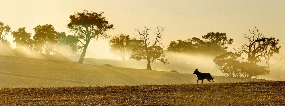 Kelpie dog running across misty paddock at sunrise - Australian Stock Image