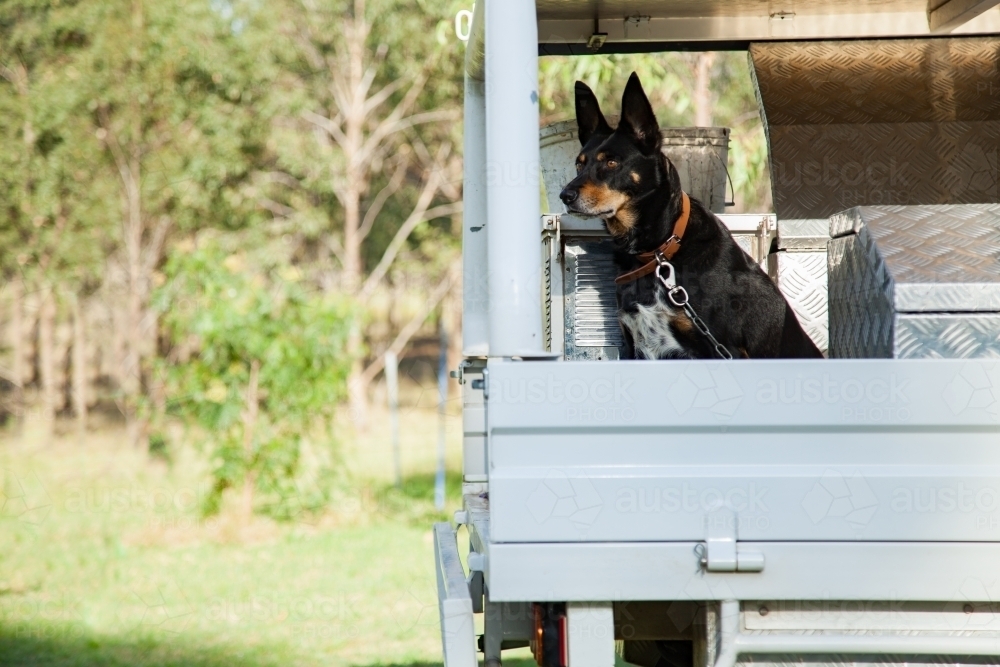 Kelpie dog sitting in tradie ute - Australian Stock Image