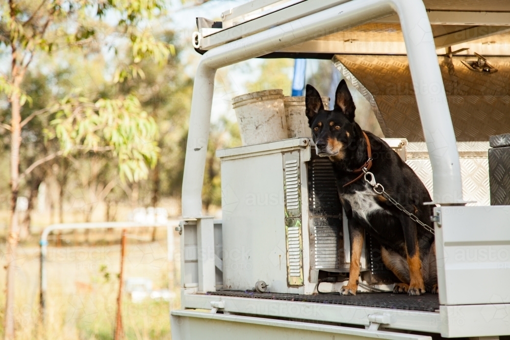 Kelpie dog sitting in tradie ute - Australian Stock Image