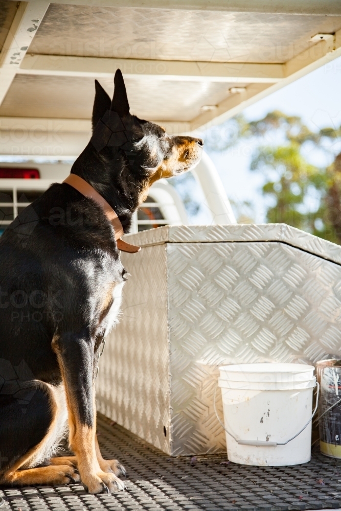 Kelpie dog sitting in tradie ute - Australian Stock Image