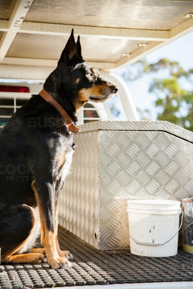 Kelpie dog sitting in tradie ute - Australian Stock Image