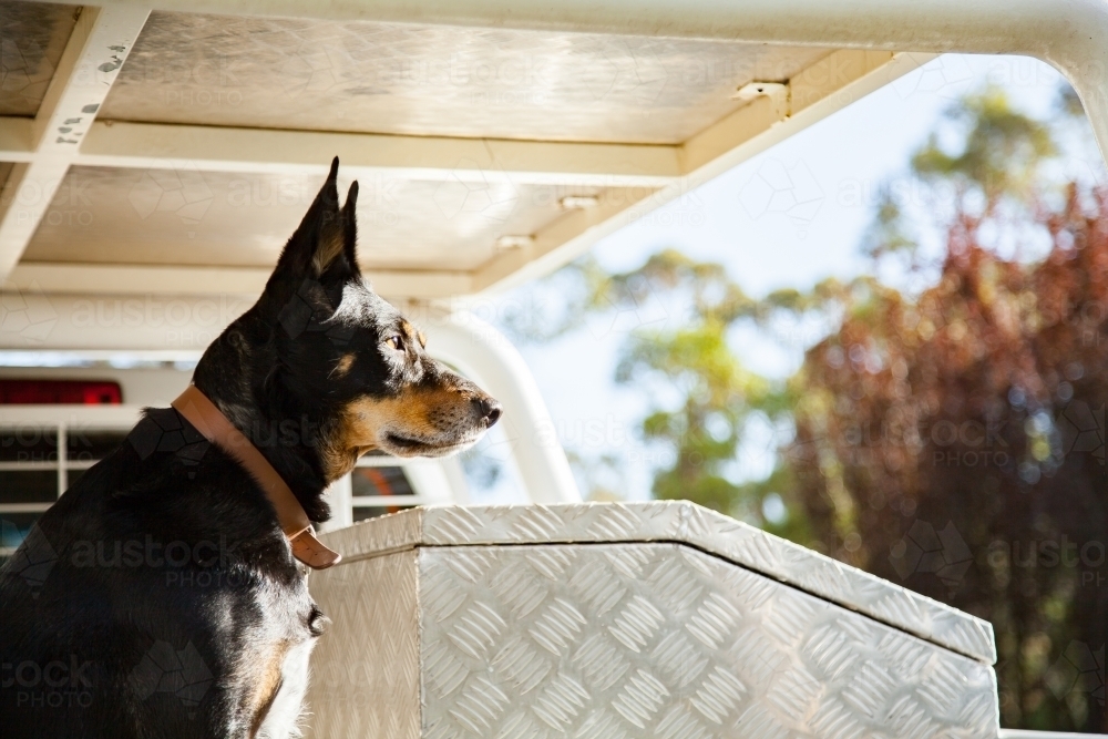 Kelpie dog sitting in tradie ute - Australian Stock Image