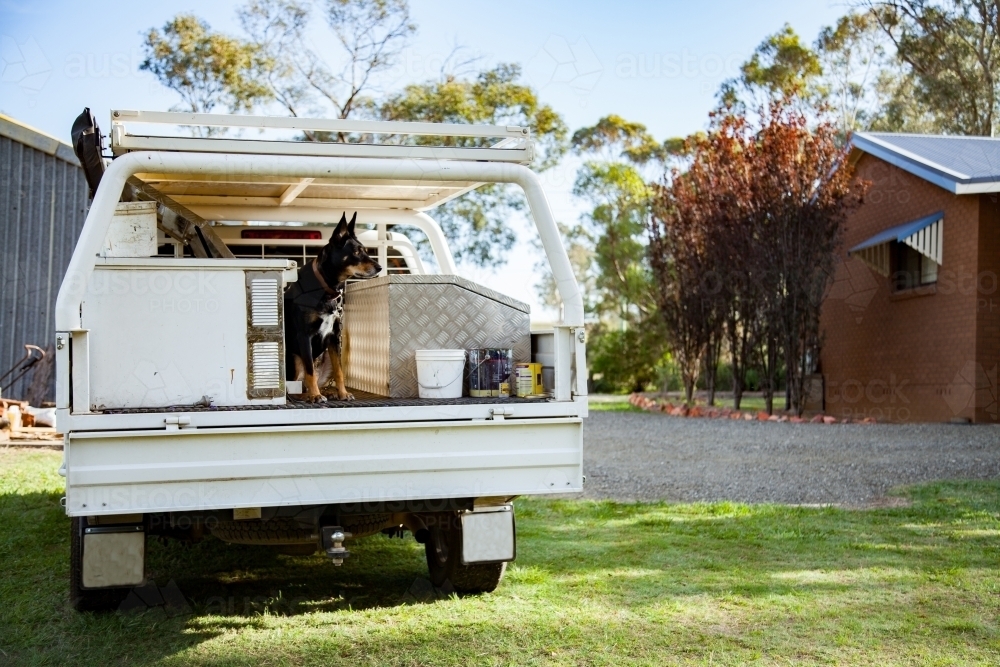 Kelpie dog sitting on ute tray of tradies vehicle - Australian Stock Image