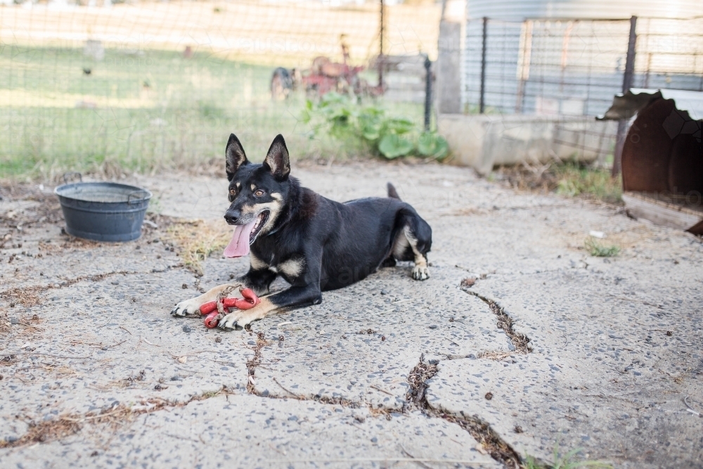 Kelpie dog with toy sausages chained up near kennel on farm - Australian Stock Image