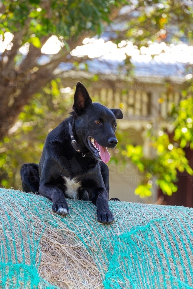 Image of Kelpie farm dog on top of the hay bales - Austockphoto