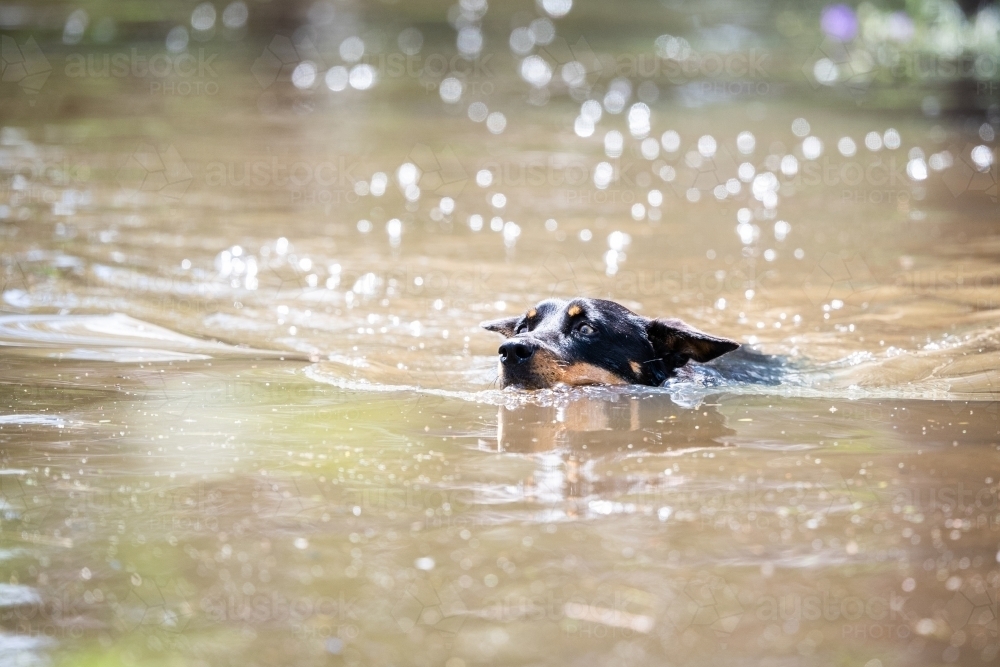 Kelpie swims in flooded river - Australian Stock Image