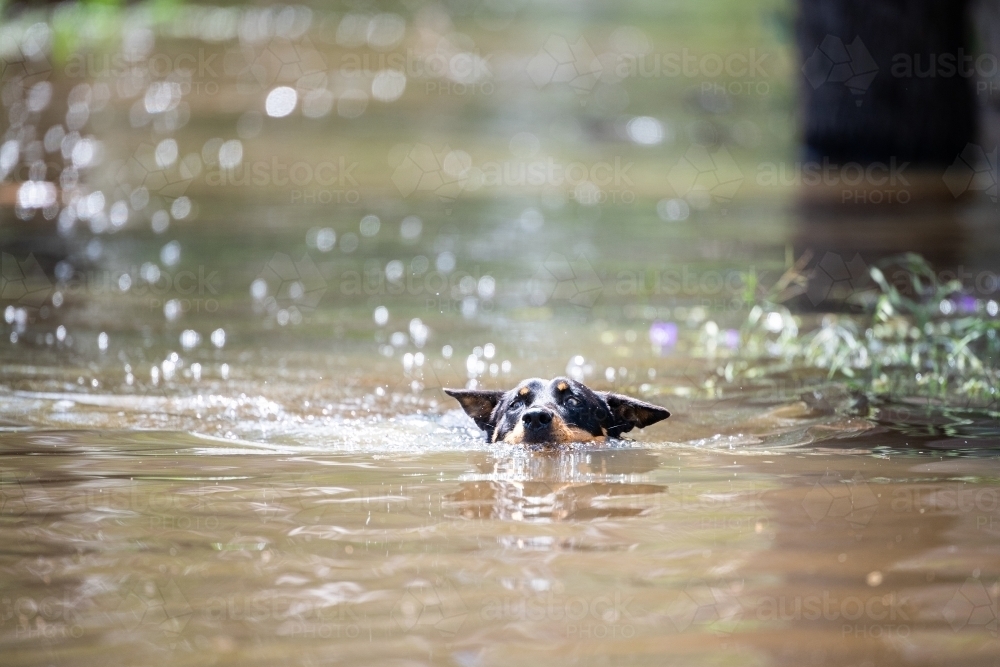 Kelpie swims in flooded river - Australian Stock Image