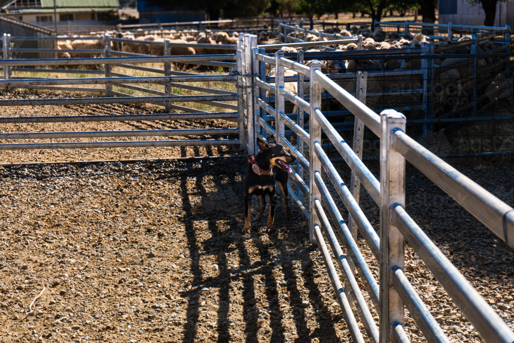 Kelpie waiting in the sheep yards - Australian Stock Image