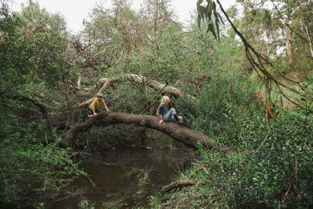 Kids climbing across log bridge over tranquil creek in the bush - Australian Stock Image