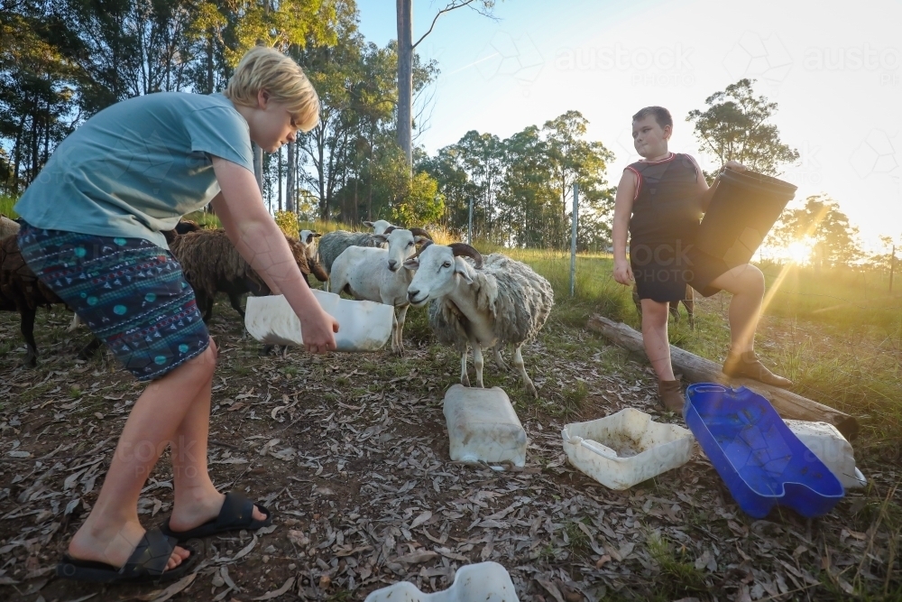 Kids feeding group of Dorper breed sheep in field in golden afternoon light at sunset - Australian Stock Image