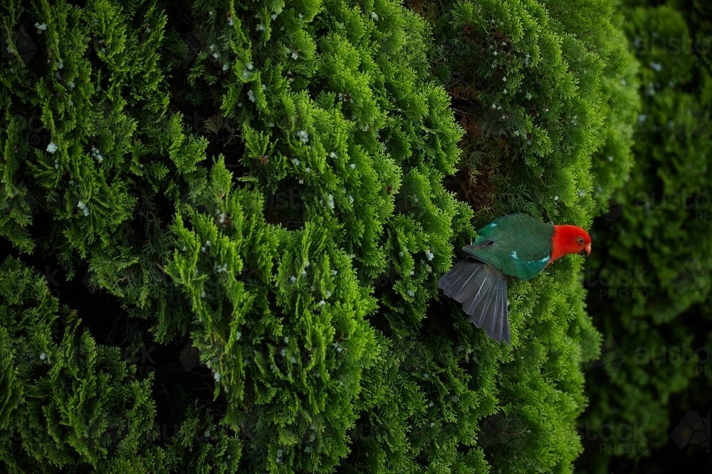 King parrot in native pine tree - Australian Stock Image