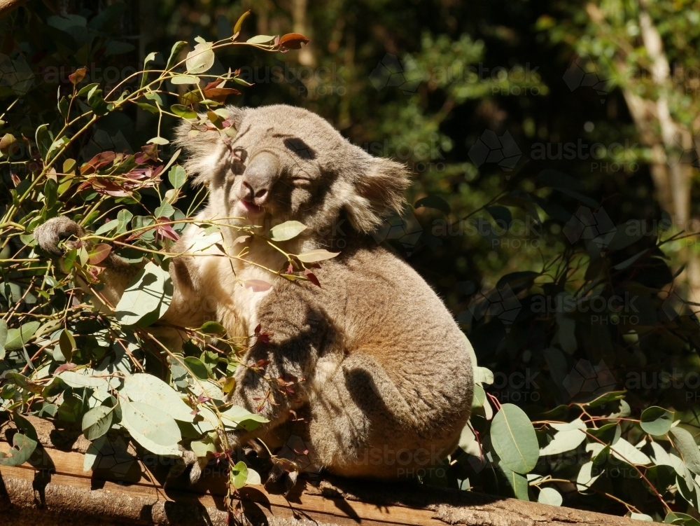 Koala eating leaves in eucalyptus tree at zoo - Australian Stock Image