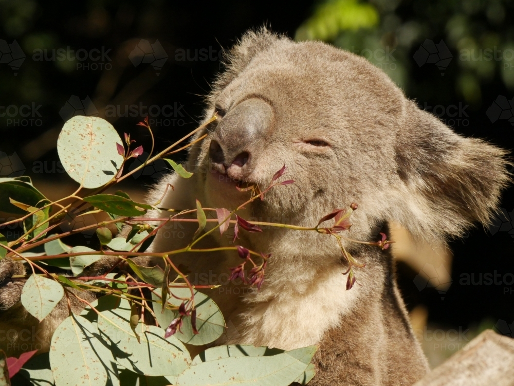 Koala eating leaves in eucalyptus tree - Australian Stock Image