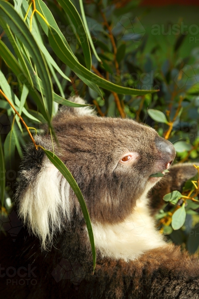 Close-up of Koala foraging on gum leaves. - Australian Stock Image