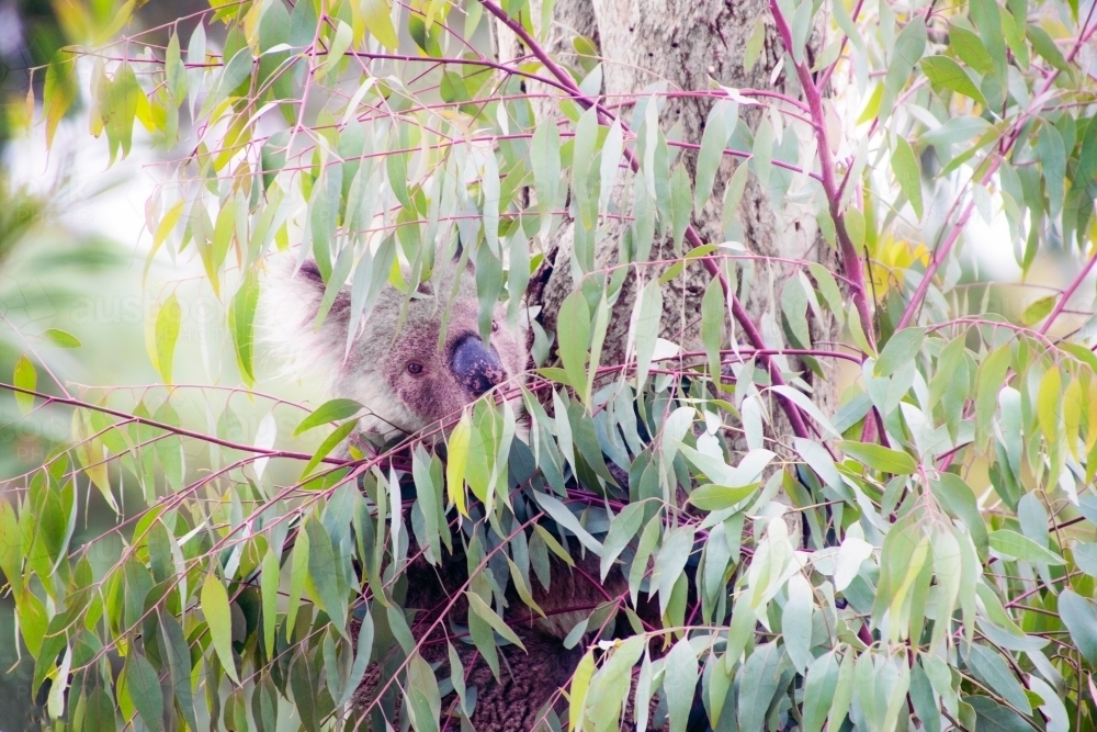 Koala hidden in eucalyptus tree - Australian Stock Image