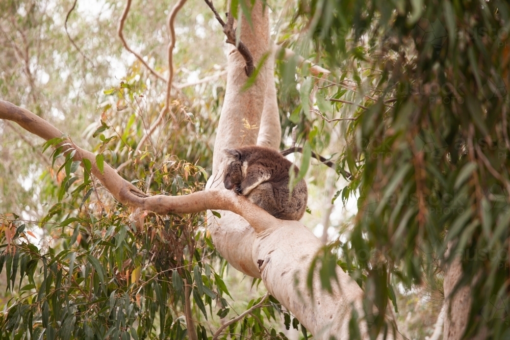 Koala in a tree - Australian Stock Image