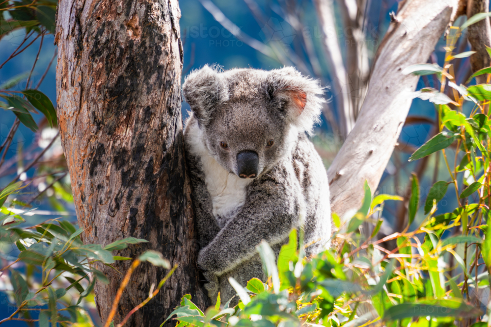 Koala sitting in a Eucalypt tree - Australian Stock Image