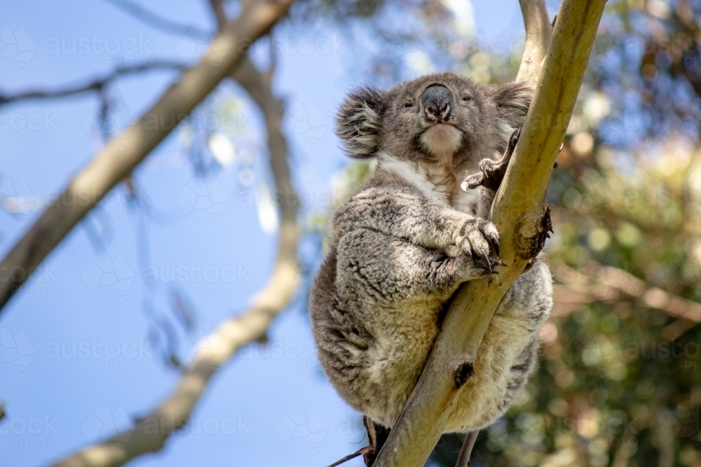 Koala sitting on tree branch shot from below - Australian Stock Image