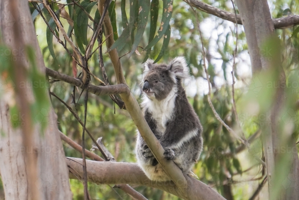 Koala sitting on tree branch surrounded by leaves and trees - Australian Stock Image