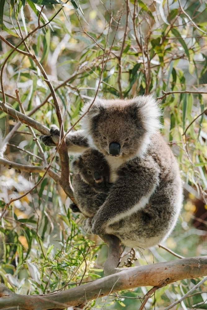 Koala with joey climbing up gum tree - Australian Stock Image