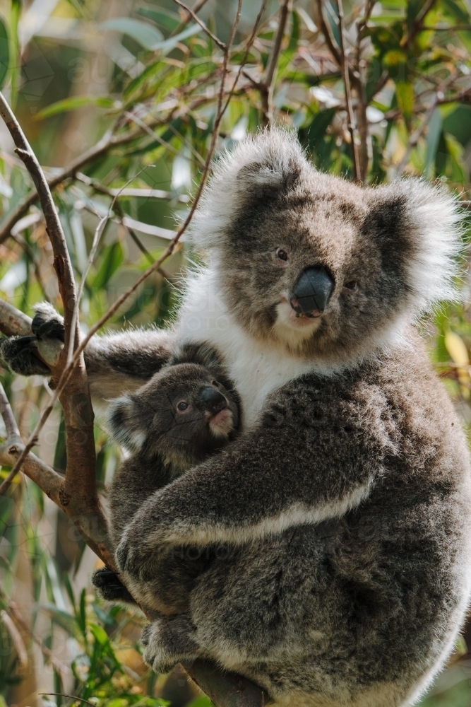 Koala with joey climbing up gum tree - Australian Stock Image